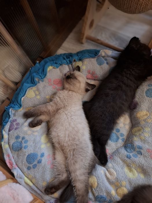 Kot Brytyjski kotek