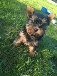 Piesek  Yorkshire terrier mini