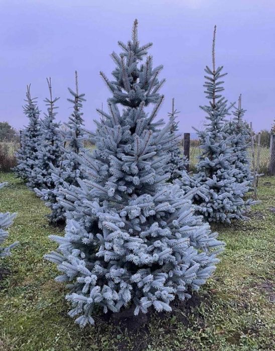 Ялинки Голубі, Ялинки зелені, Хупсі, Сербська, Коніка, Глаука, Кейбаб