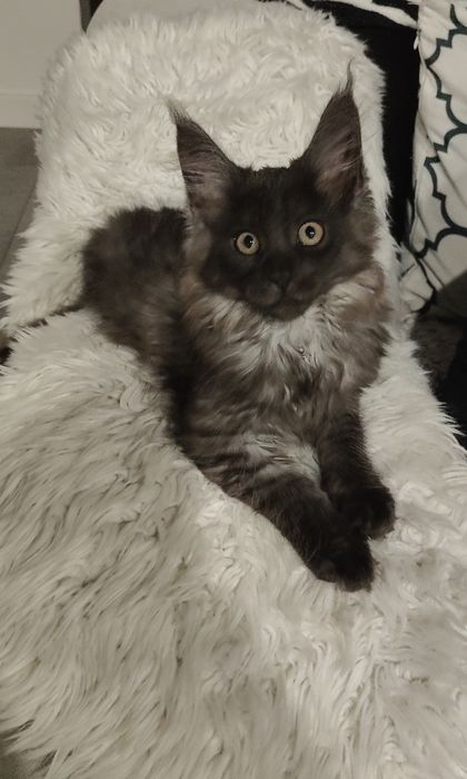Piękna Koteczka Kiara Maine coon