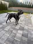 Amstaff reproduktor