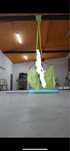Szarfa akrobatyczna, aerial silks