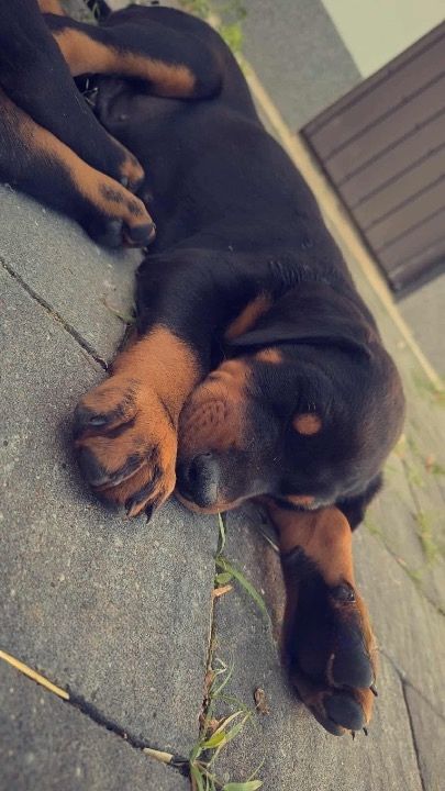 Dobermany z rodowodami-gotowe do odbioru