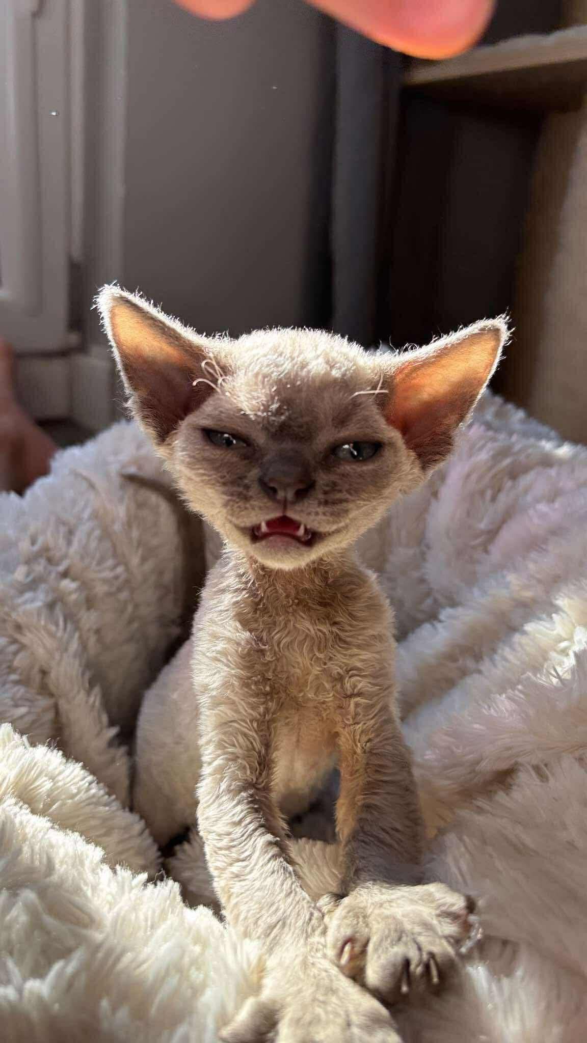 Devon rex Terra amoris