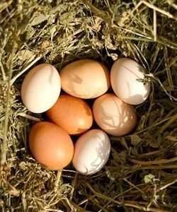 Инкубационное яйцо несушек