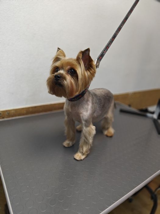 Грумінг. Послуги грумера, стрижка та експрес-лінька собак.