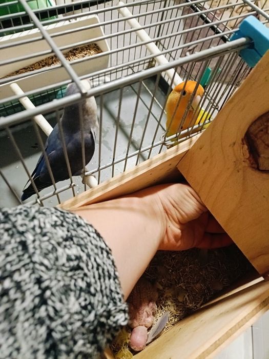 Rosicolis bebê para criar a mão