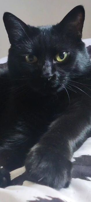 Zginął czarny kot. Nagroda 5000 zł.