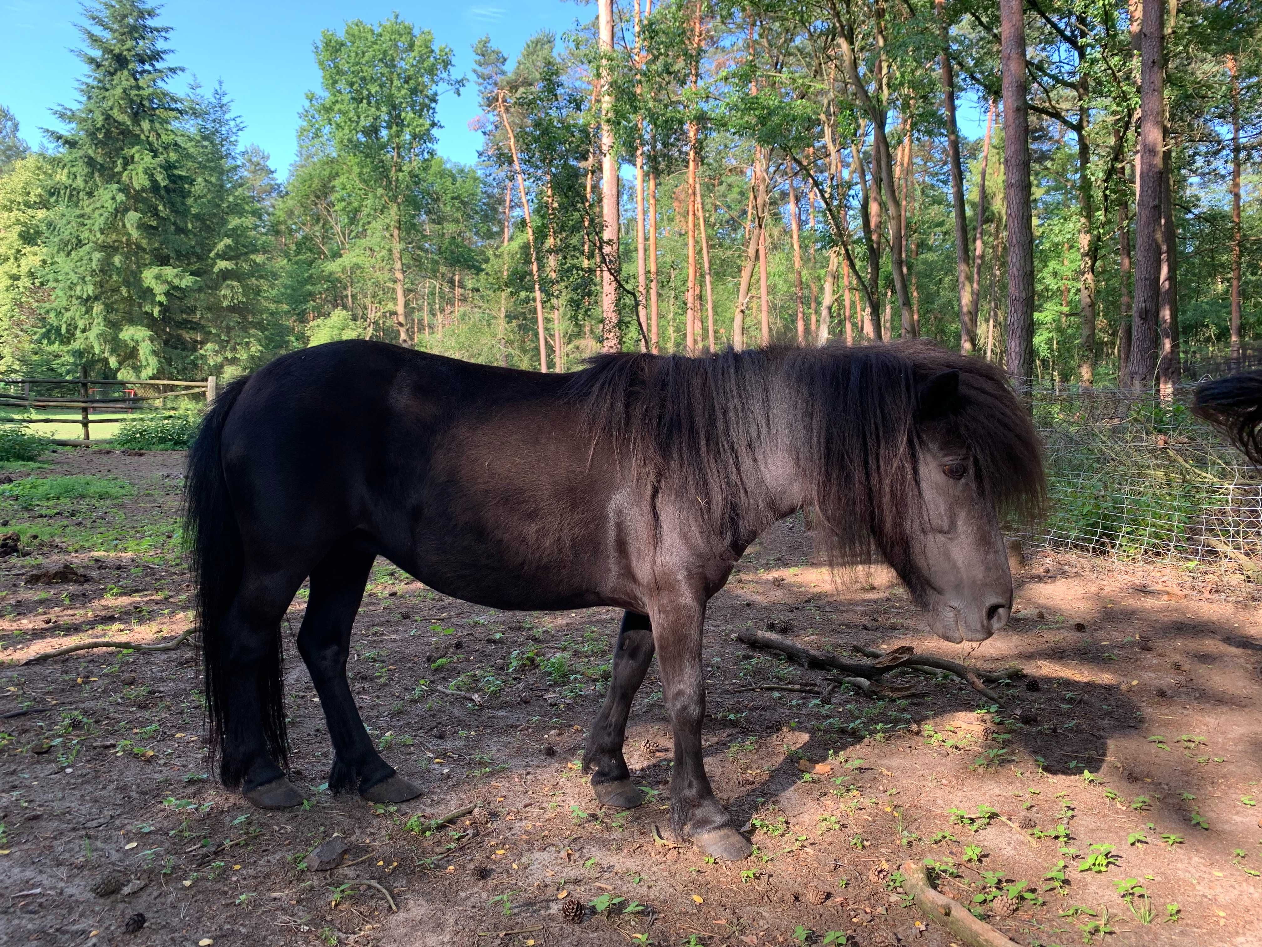 Sprzedam konia rasy hucuł i kuca