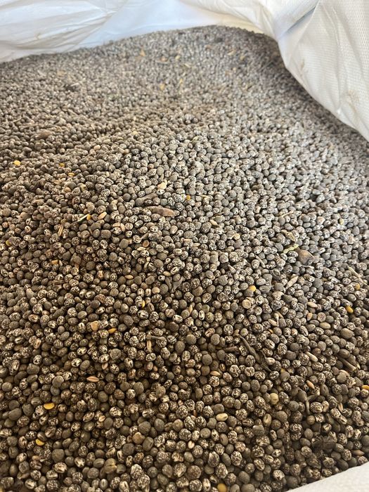 Łubin niebieski tegoroczny zbiór