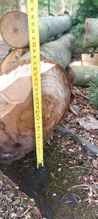 Orzech pień i konary