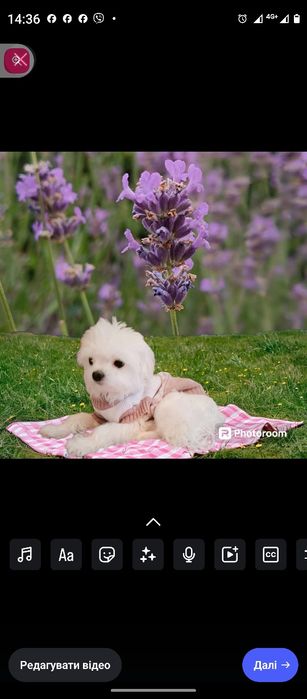 В'язка болонки...