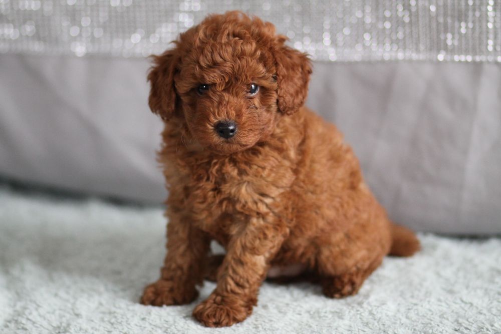 ***Pudel Toy/Miniaturowy Red Badania***