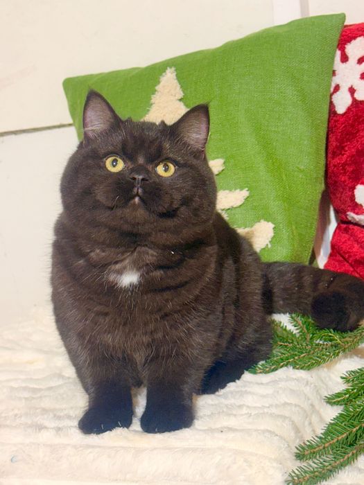 Czekoladowa dziewczynka piękność FPL FIFe