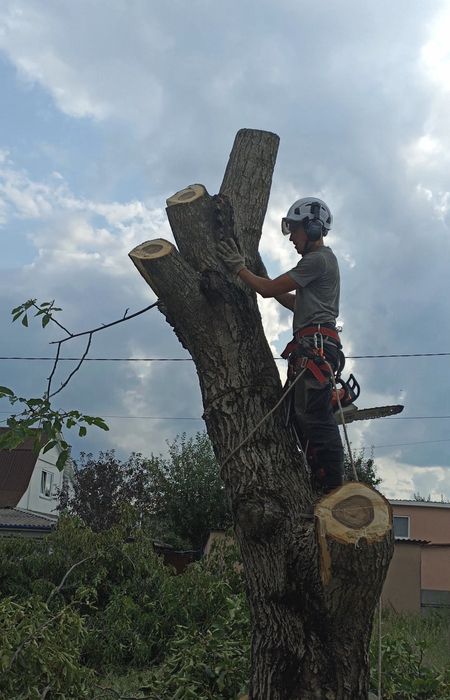 Видалення, чистка, обрізка дерев