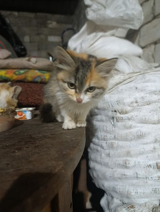 Кішечки шукають домівку