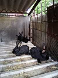 Кролі кроленята чорно-бурий, сірий велетень, каліфорнія