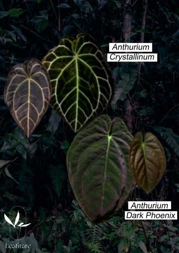 Vendo  Anthurium Papi xone x Red spider