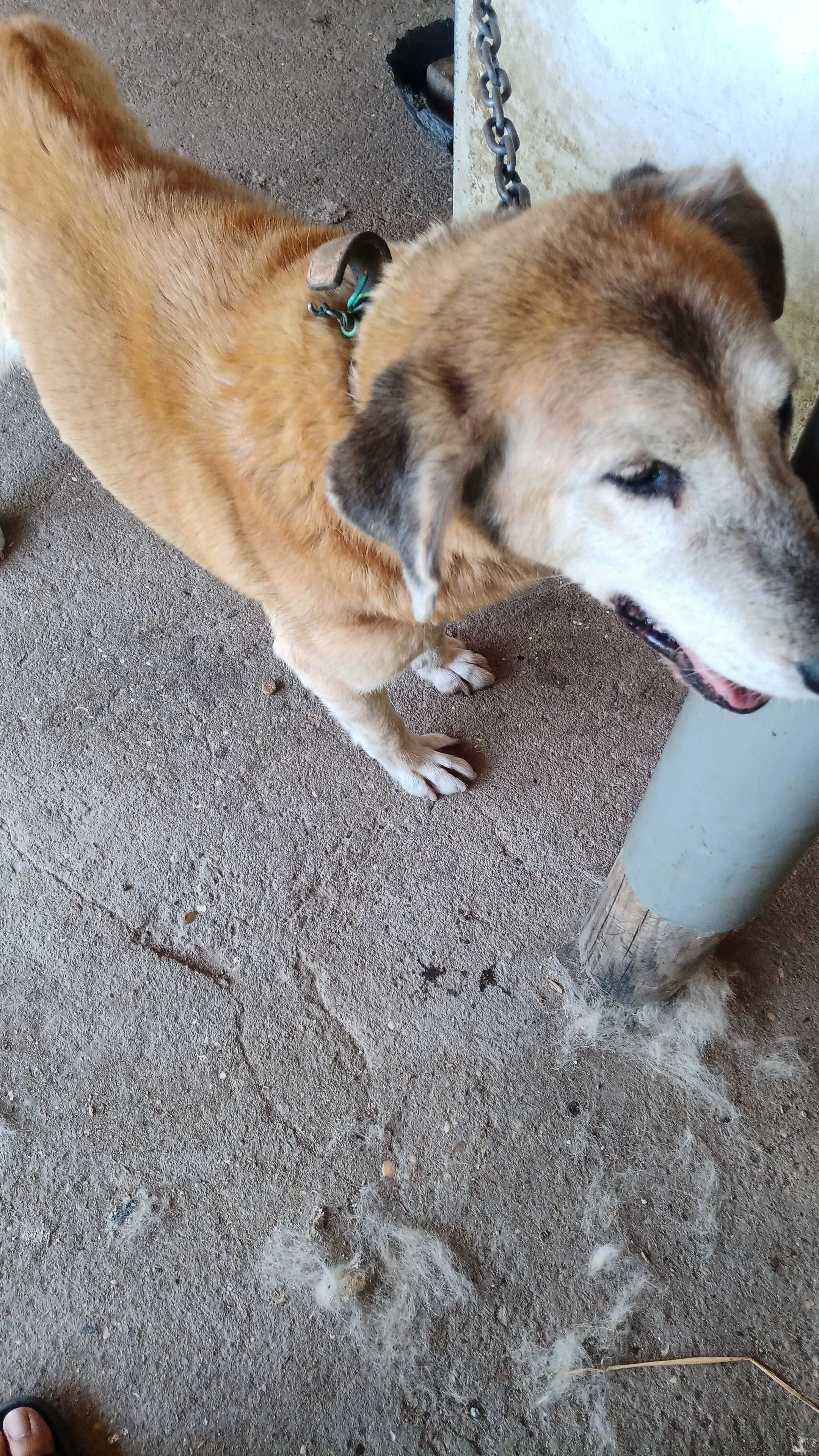 Animal para adoção