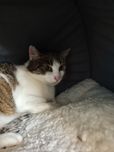 Mania fiv+ prosi o domek