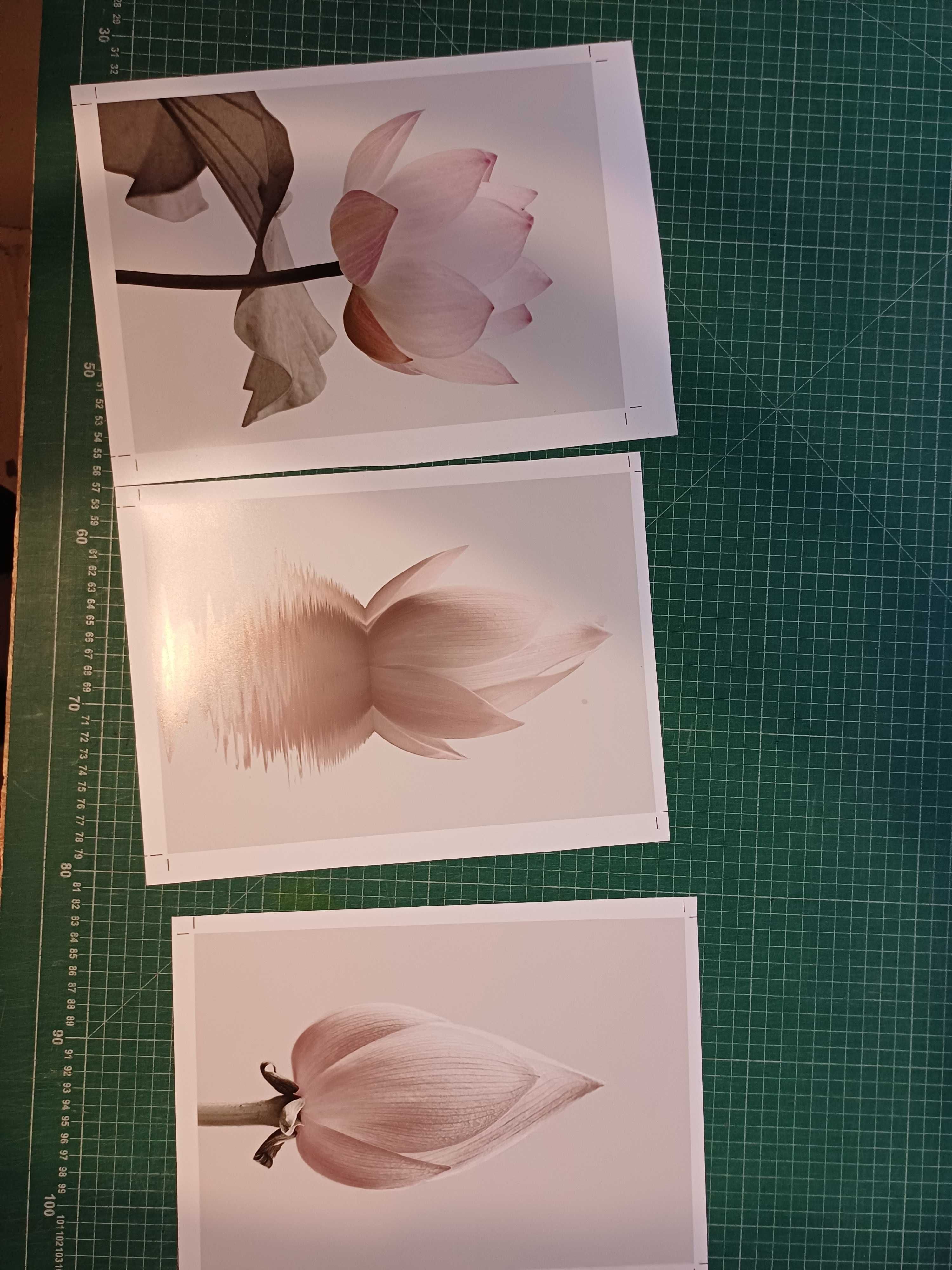 3 plakaty a4 kwiaty lotosu (komplet)