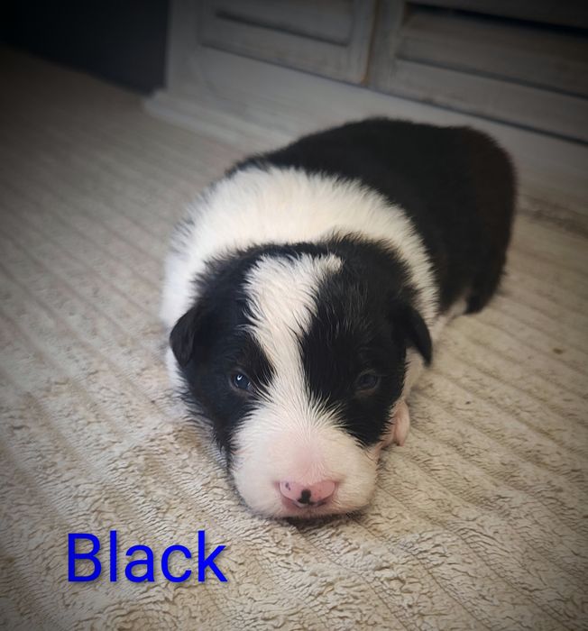 Border collie piesek cudowny piesek przebadani rodzice do odbioru