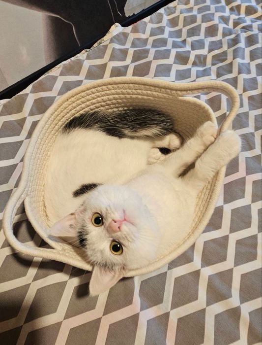 Кітті хоче стати домашньою