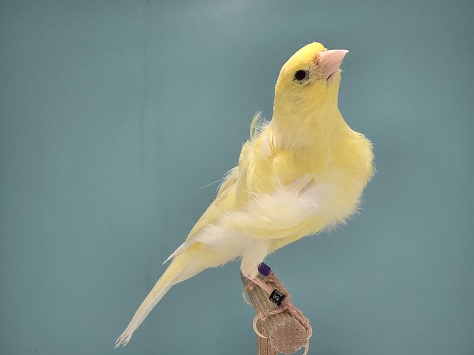 Samiec fiorino 2025 gladki