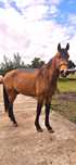Cavalo Lusitano com maneio muito especial