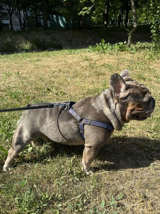 Французский бульдог Вязка