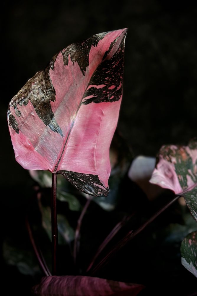 Philodendron Pink Princess - różowy Filodendron, pędówki Marble Galaxy