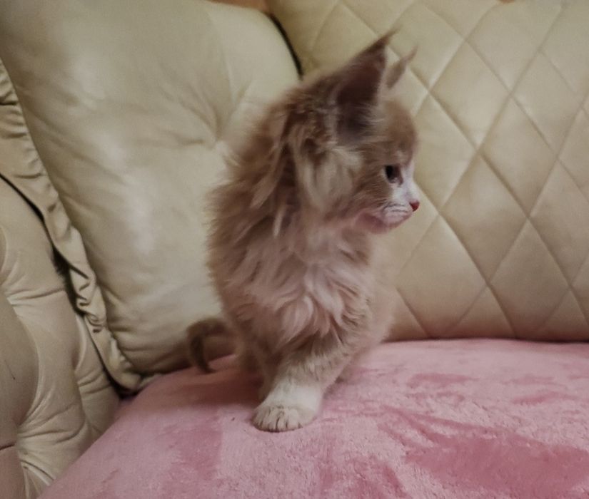 Chłopak Maine Coon 1800