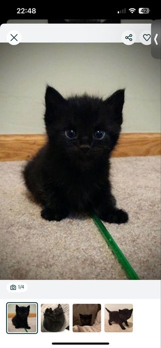 Ущем семью для маленького котёнка.