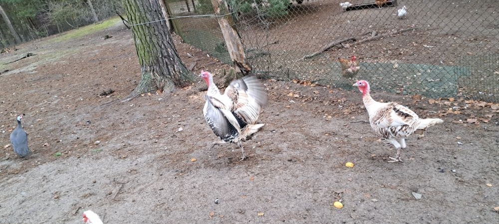 Indor indyk  z 2024r