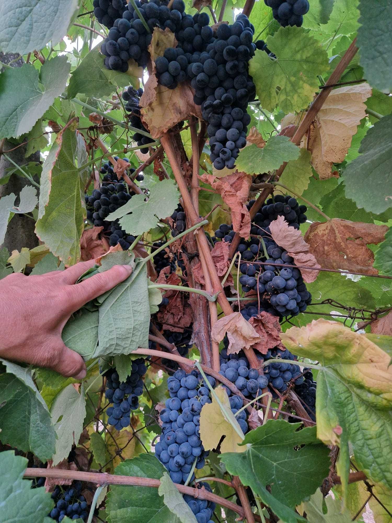 VENDO UVAS: Touriga nacional &  Touriga francesa