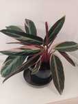 Calathea Stromanthe Triostar kalatea dekoracyjne kwiaty doniczkowe  k