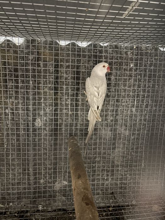 Ring neck cinza palida