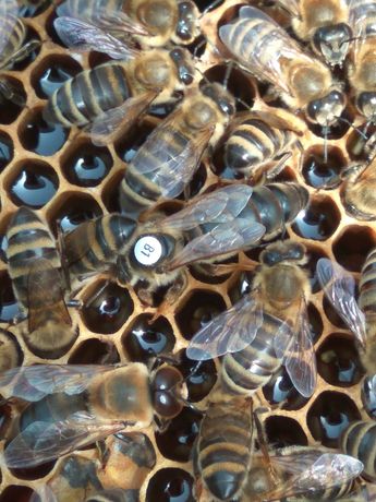 Бджоломатки Карпатка 2022