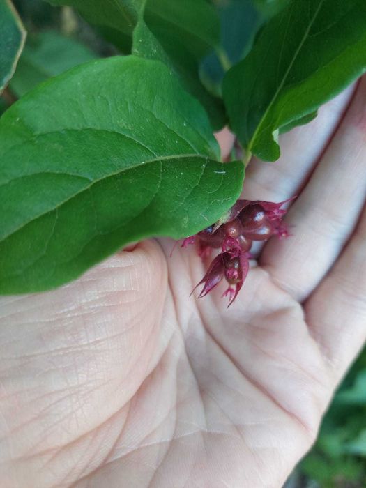 Baga Caramelo - Leycesteria formosa