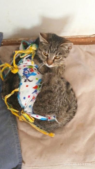 Кицькі стерелізовані пів року