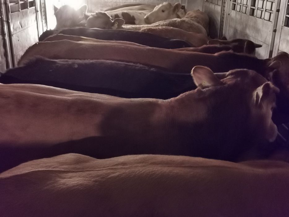 Odsady mięsne limuse Byczki jalowki tanio