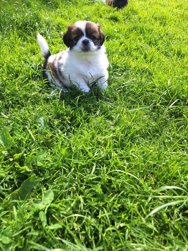 Piękne szczeniaki!!! Zapraszam do rezerwacji! Pekinczyk, nie shih tzu