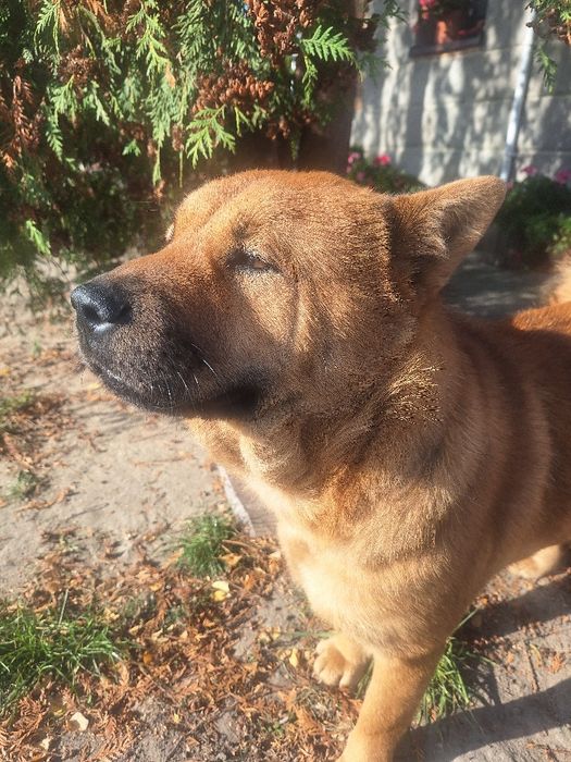 Oddam za darmo sukę