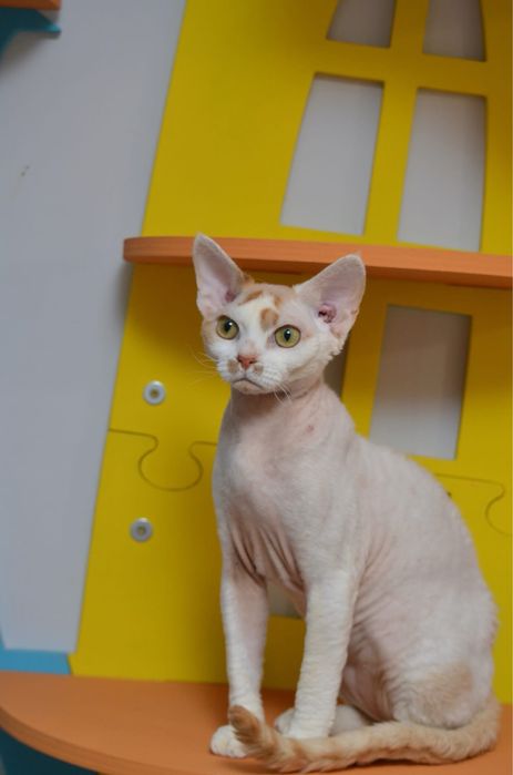 Девон рекс підрощений хлопчик