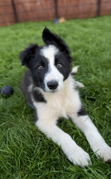 Szczeniak Border Collie piesek