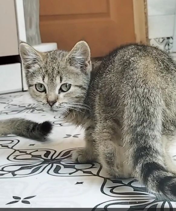 Шотландская Мини кошечка 3,5 мес. Мама шоколадное золото