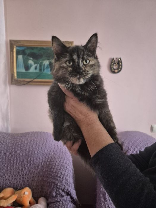 Кошеня черепашка 3 міс