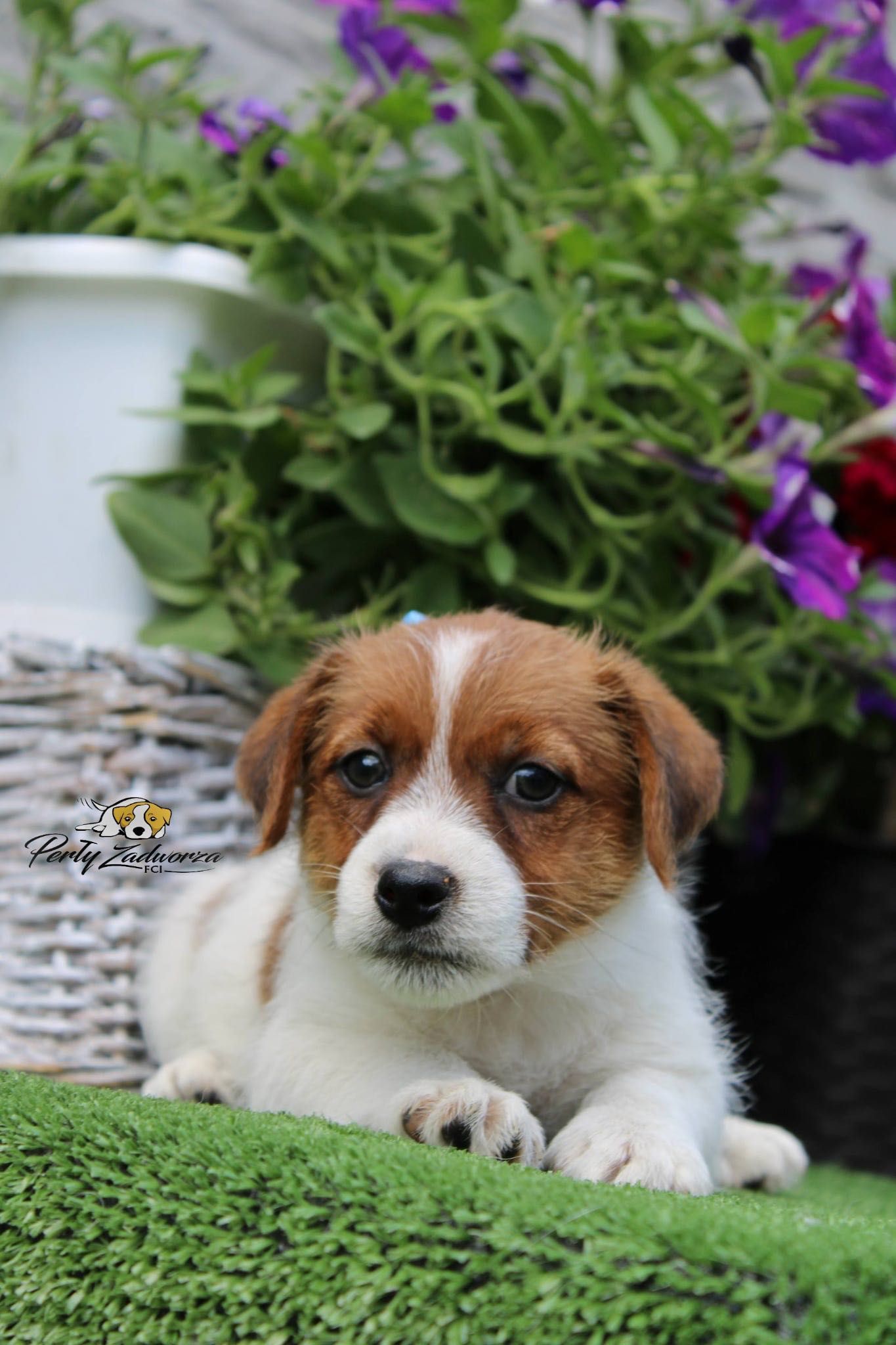Piesek Jack Russell Terrier *ZKwP FCI*