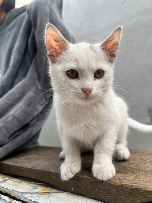 Віддам біле кошення в хороші руки ( хлопчик )