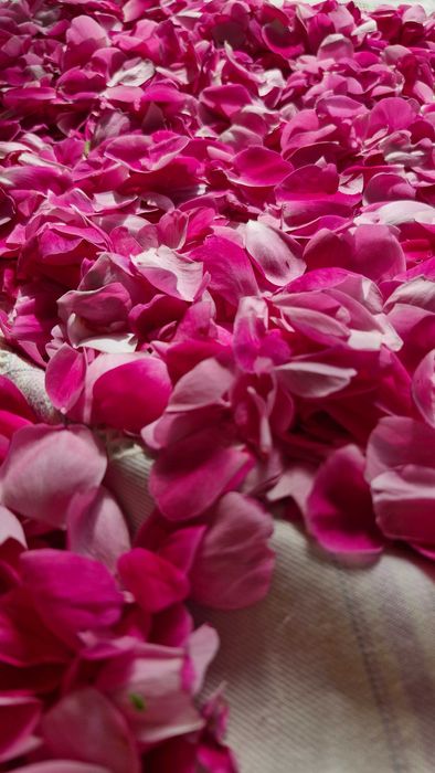 Róża stulistna ( centyfolia) 3 sadzonki